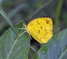 Image de Eurema blanda (Boisduval 1836)