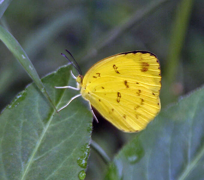 Image de Eurema blanda (Boisduval 1836)