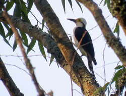 Image of White Woodpecker