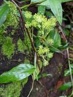 Image de Hydrocotyle mexicana Cham. & Schltdl.