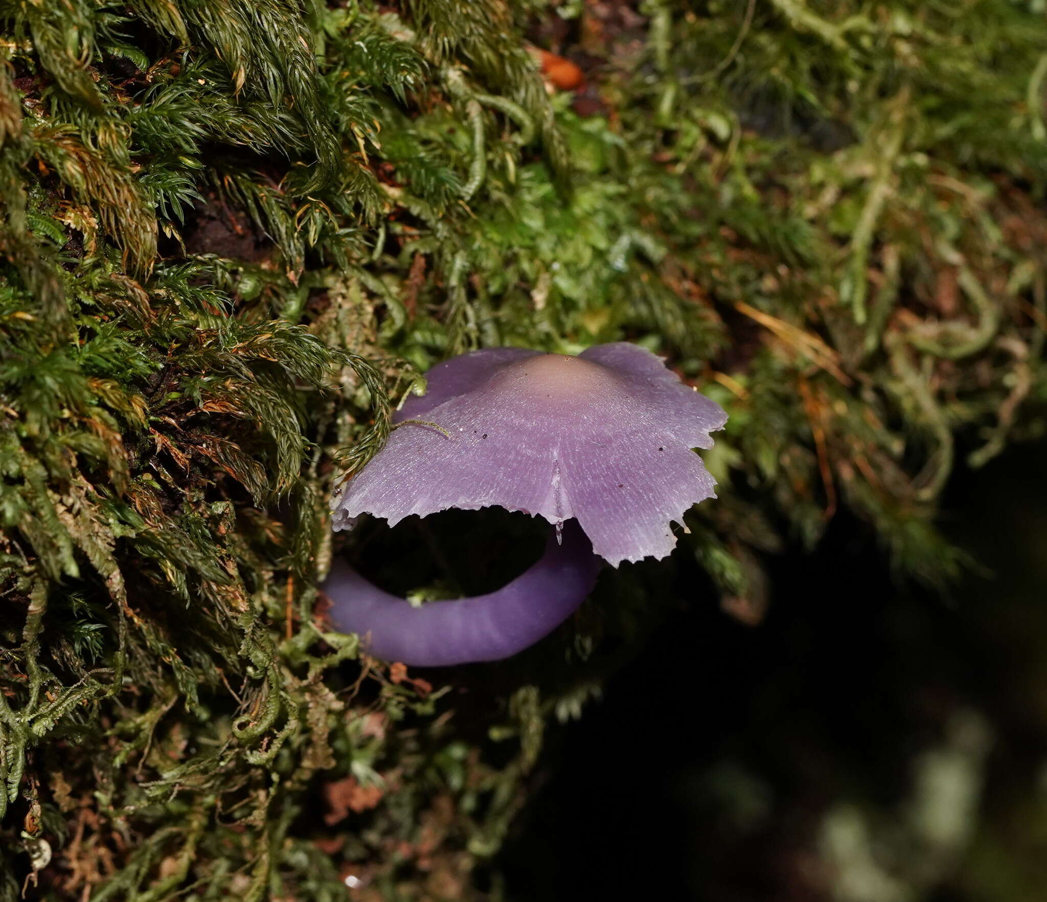 Sivun Porpolomopsis lewelliniae (Kalchbr.) Lodge, Padamsee & S. A. Cantrell 2013 kuva