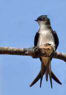 Image of Grey-rumped Treeswift