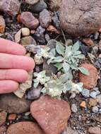 Image of Gomphrena tomentosa (Griseb.) R. E. Fries