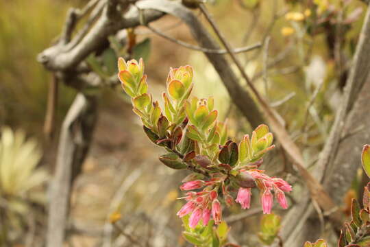 Imagem de Gaylussacia buxifolia Kunth