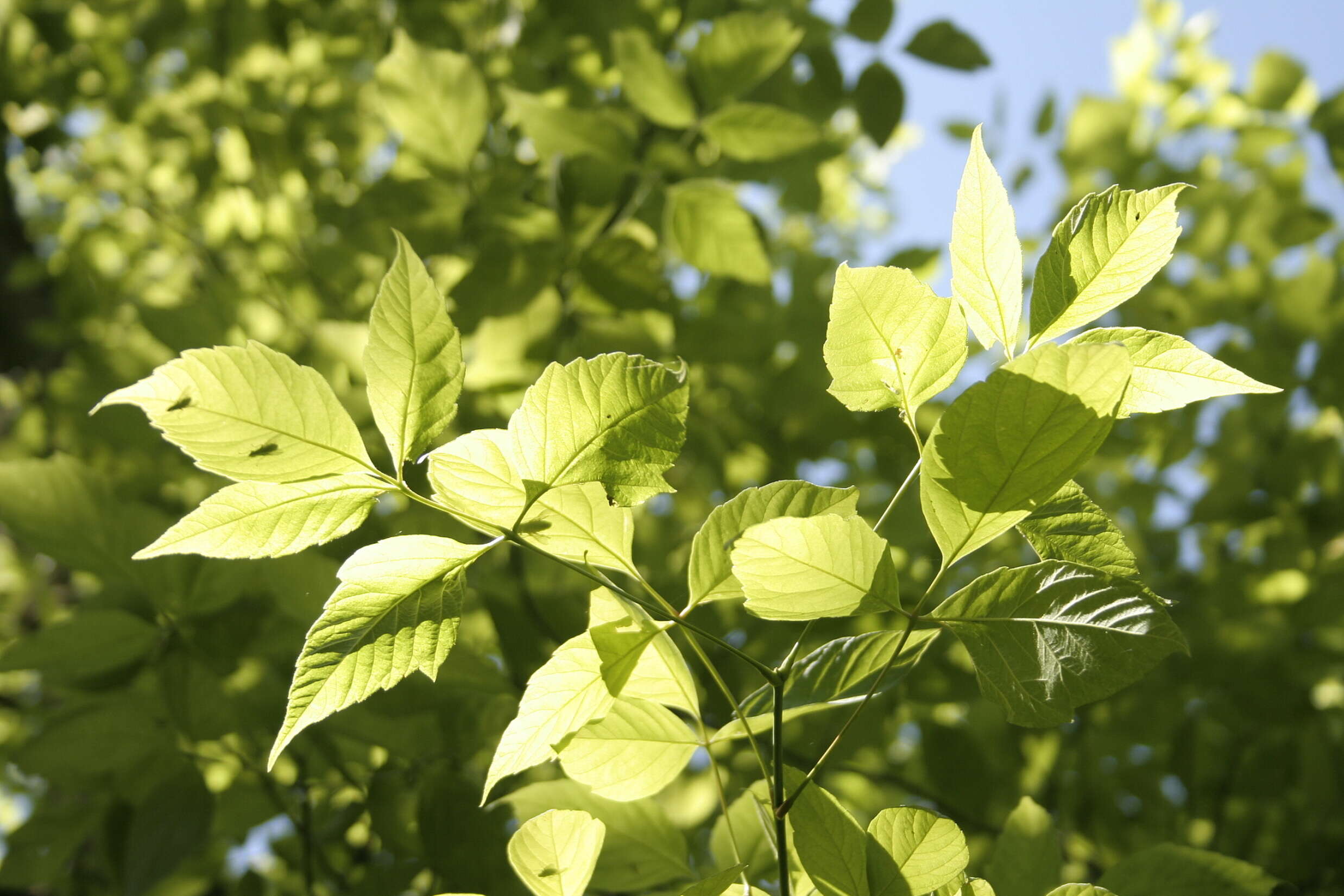 Image of Box Elder