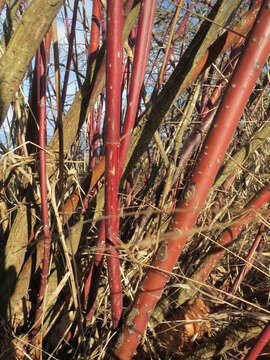 Image of bloodtwig dogwood