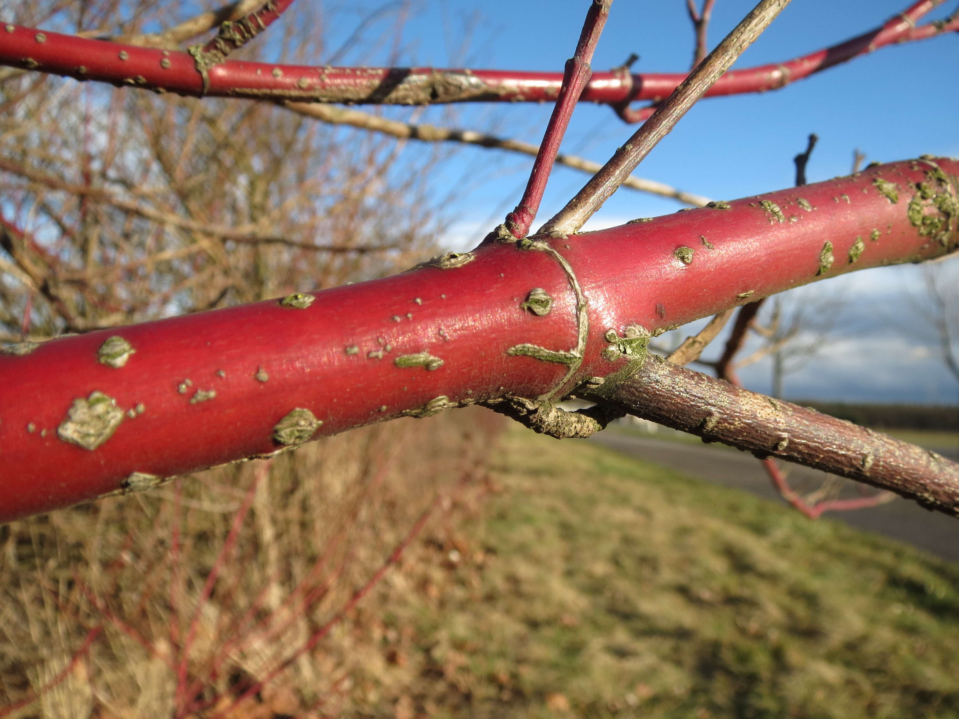 Image of bloodtwig dogwood