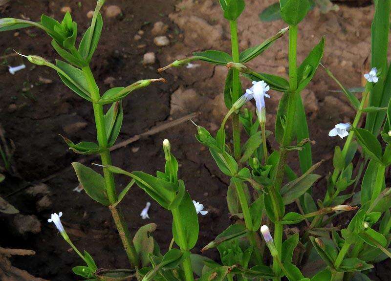 Image of Lindernia parviflora (Roxb.) Haines