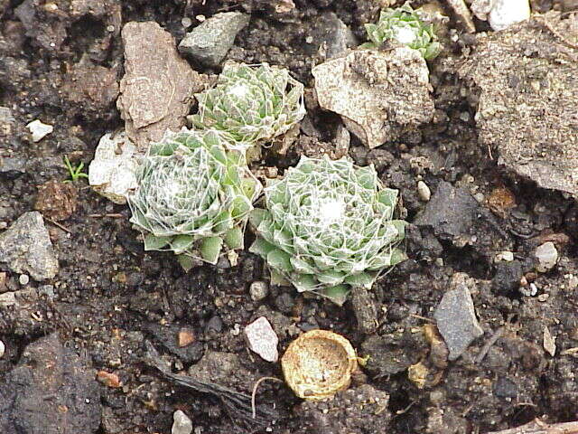 Image of Cobweb Houseleek