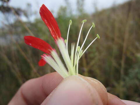 Image of royal catchfly