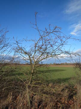 Image of Common Hawthorn