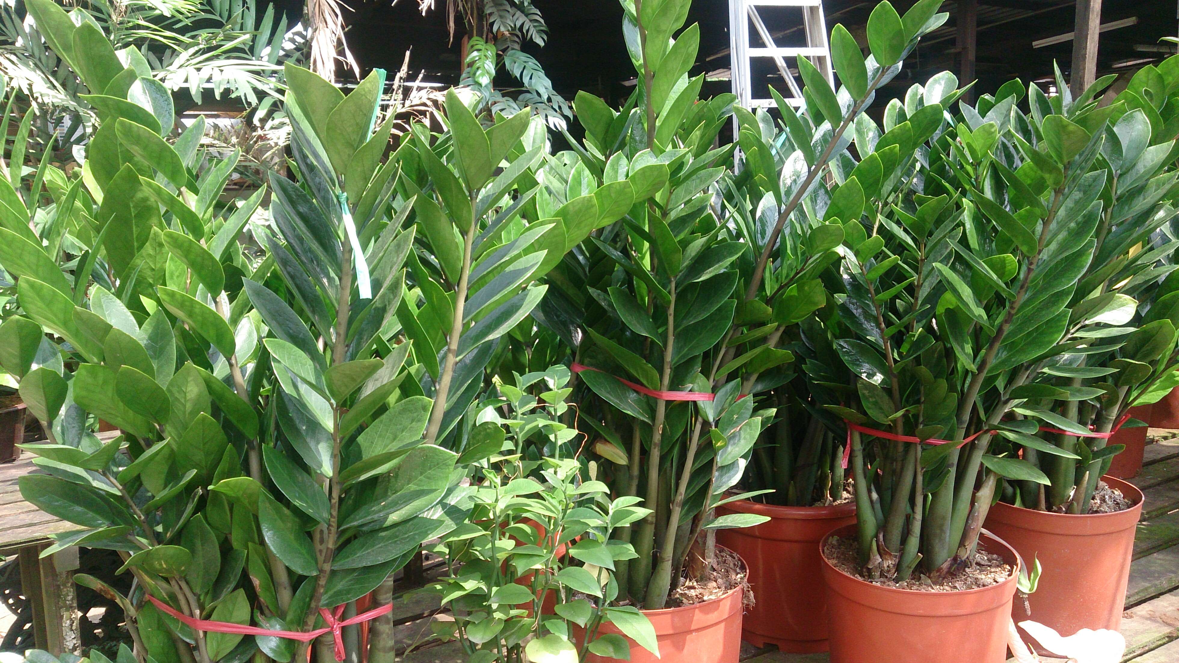 Image de Zamioculcas zamiifolia (G. Lodd.) Engl.