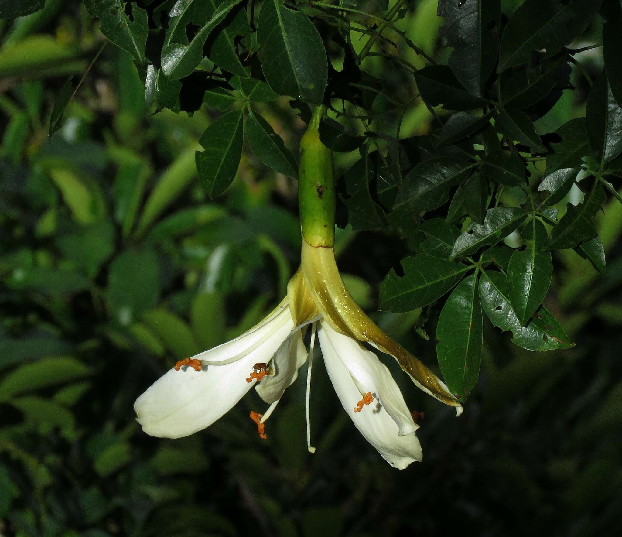 Image of Ceiba samauma (C. Mart. & Zucc.) Schum.