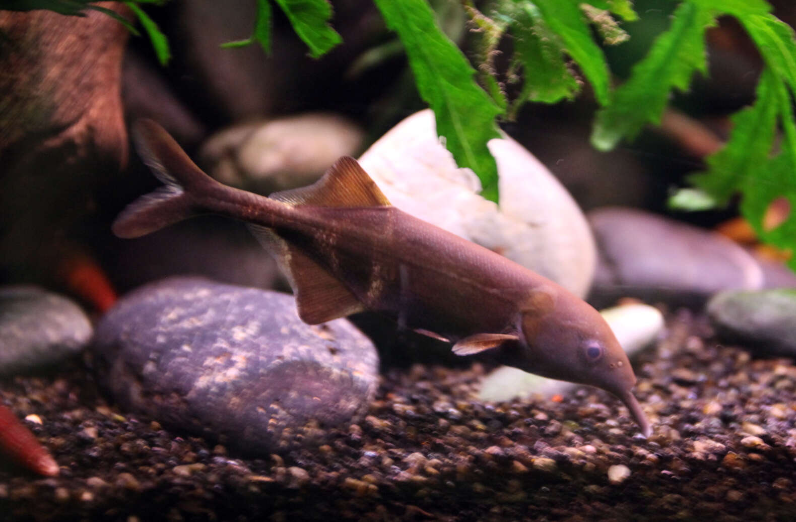 Image of Elephant Fish