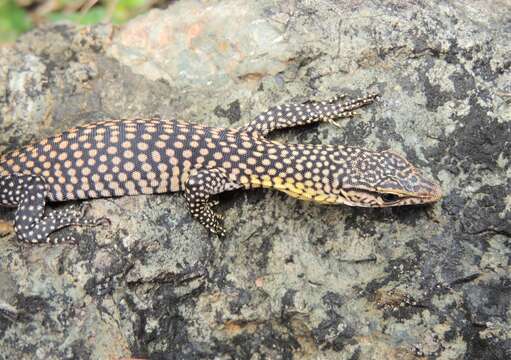 Image of Varanus tristis orientalis Fry 1913