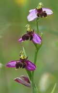 Image of Ophrys apifera var. almaracensis Pérez-Chisc., Durán Oliva & Gil Llano