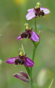 Image of Ophrys apifera var. almaracensis Pérez-Chisc., Durán Oliva & Gil Llano