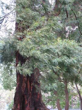 Image of black wattle