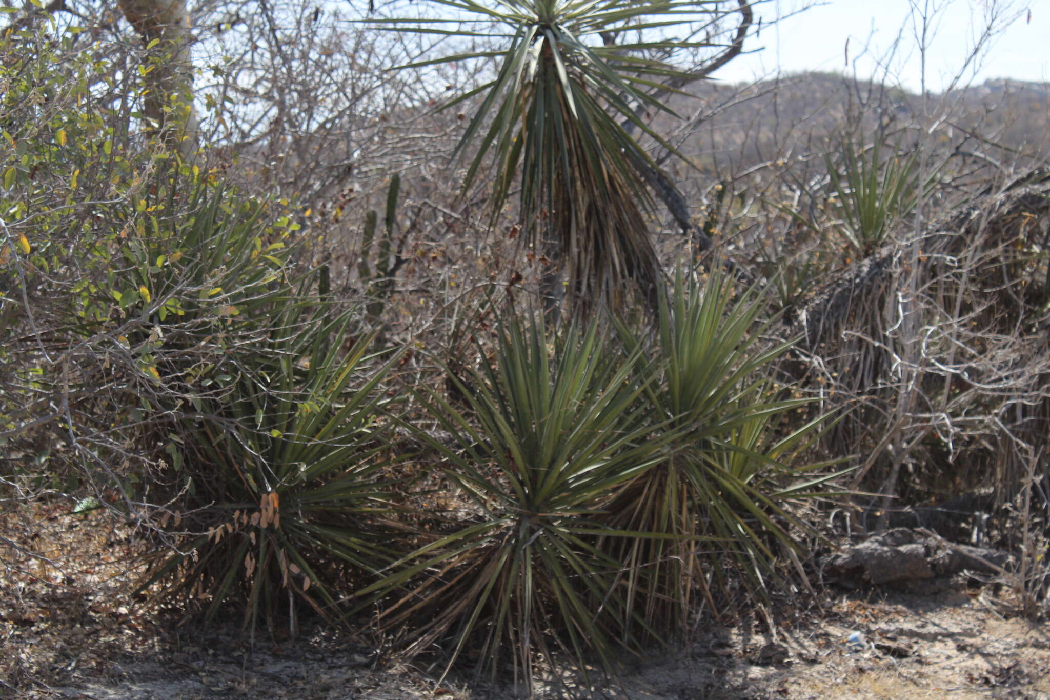 Image of Yucca capensis L. W. Lenz