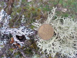 Image of ring lichen