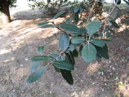 Image of Acca