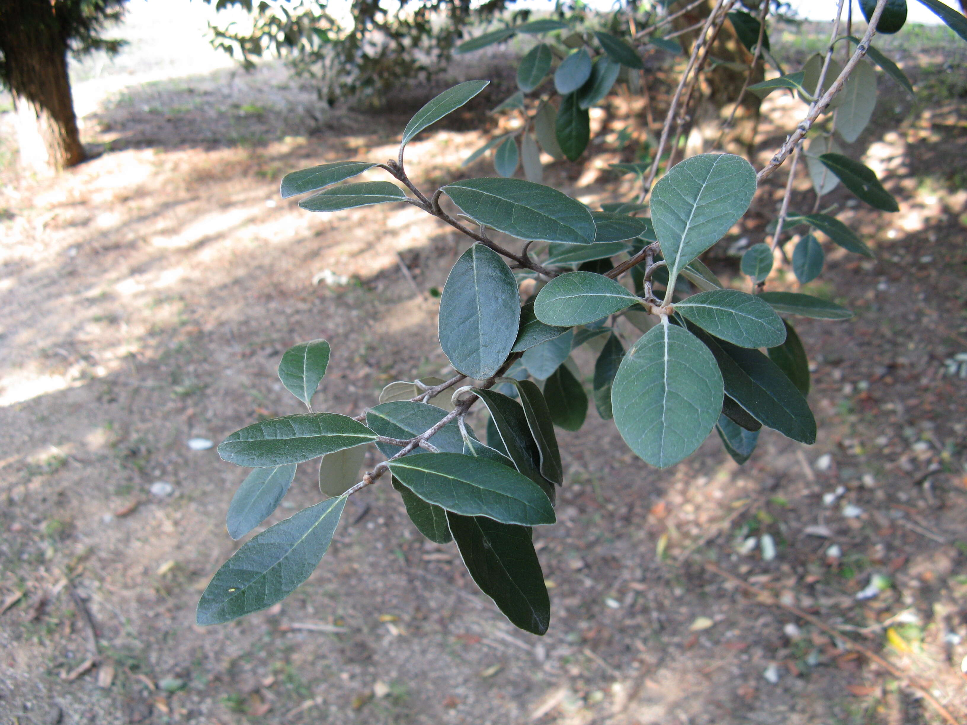 Image of Acca