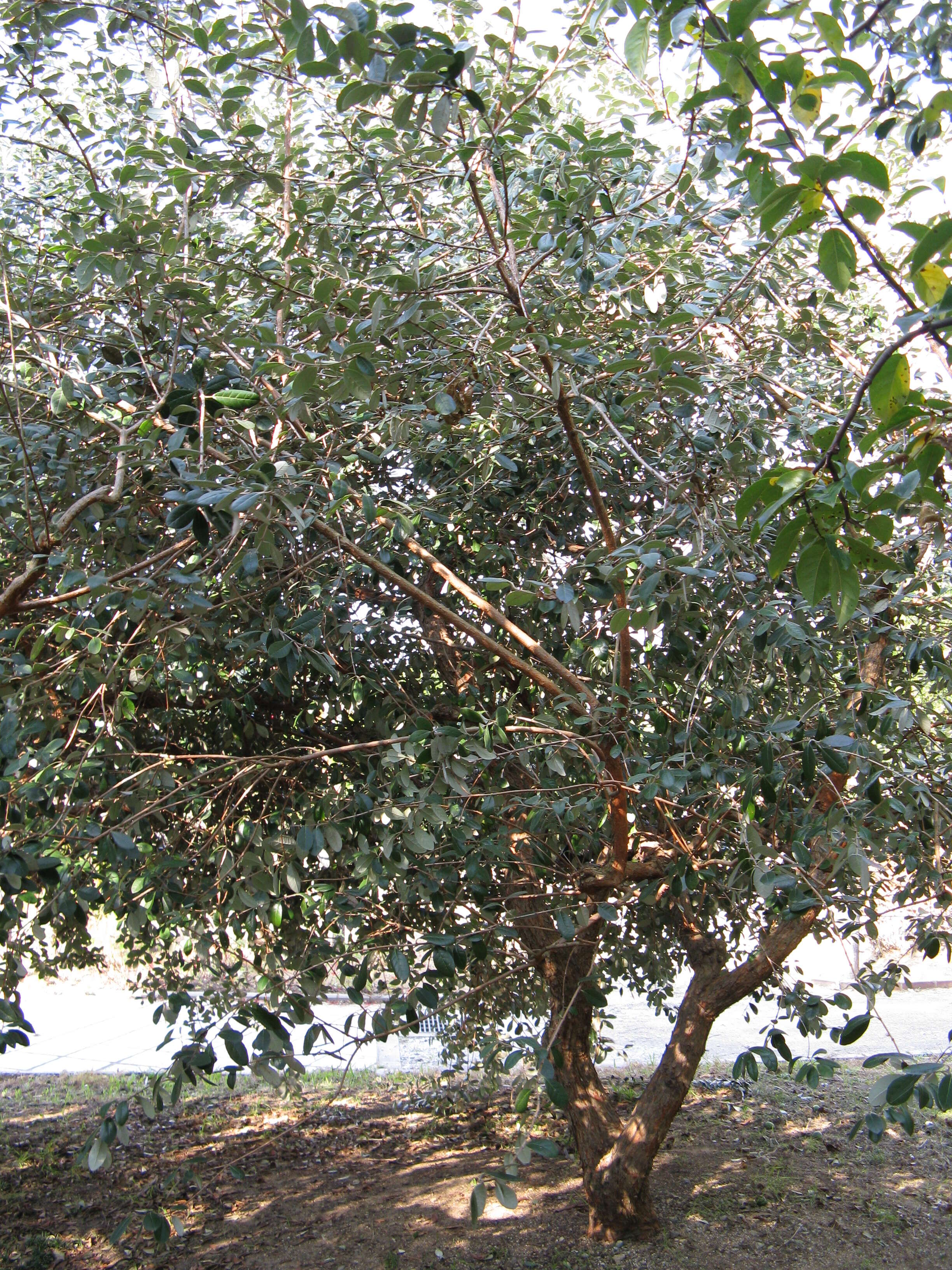 Image of Acca
