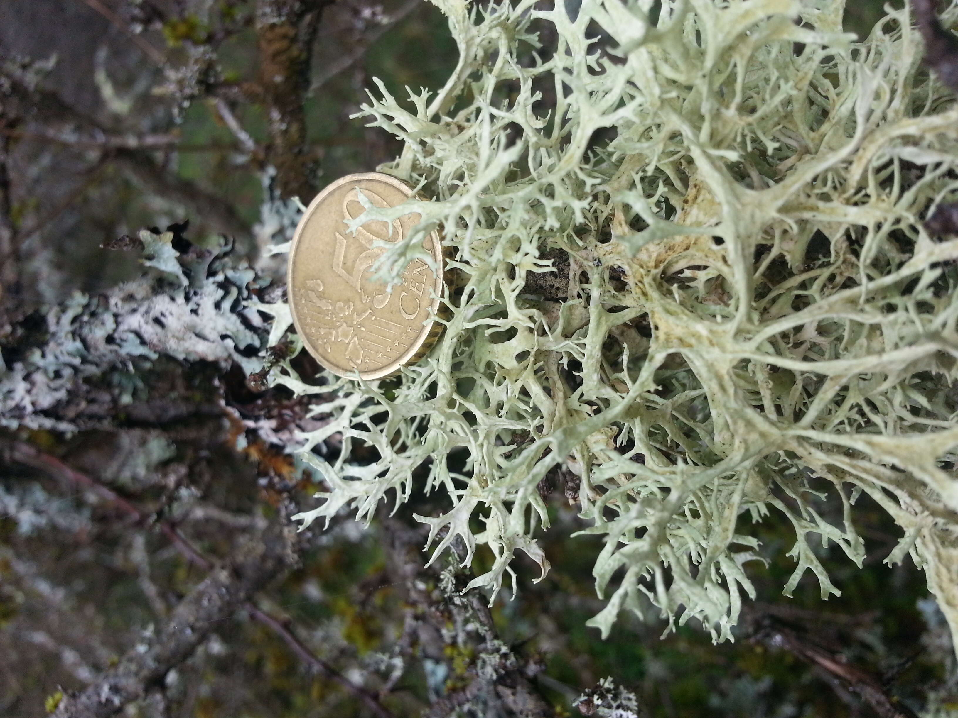 Image of ring lichen