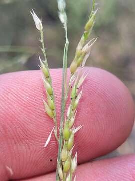 Image of perennial cupgrass