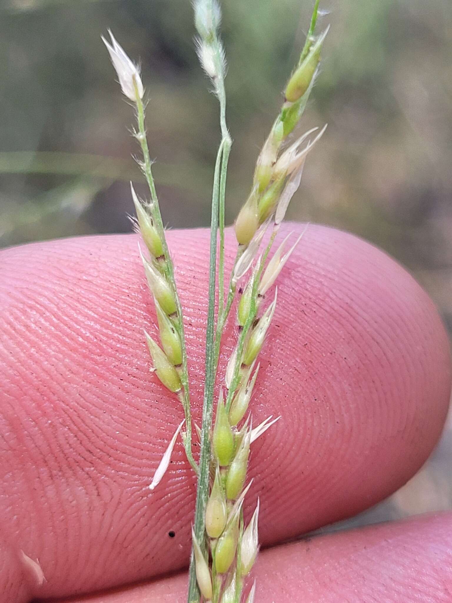 Imagem de Eriochloa pseudoacrotricha (Stapf ex Thell.) J. M. Black