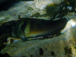 Image of Large-banded Blenny