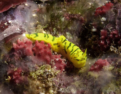 Image of Giant yellow nudibranch