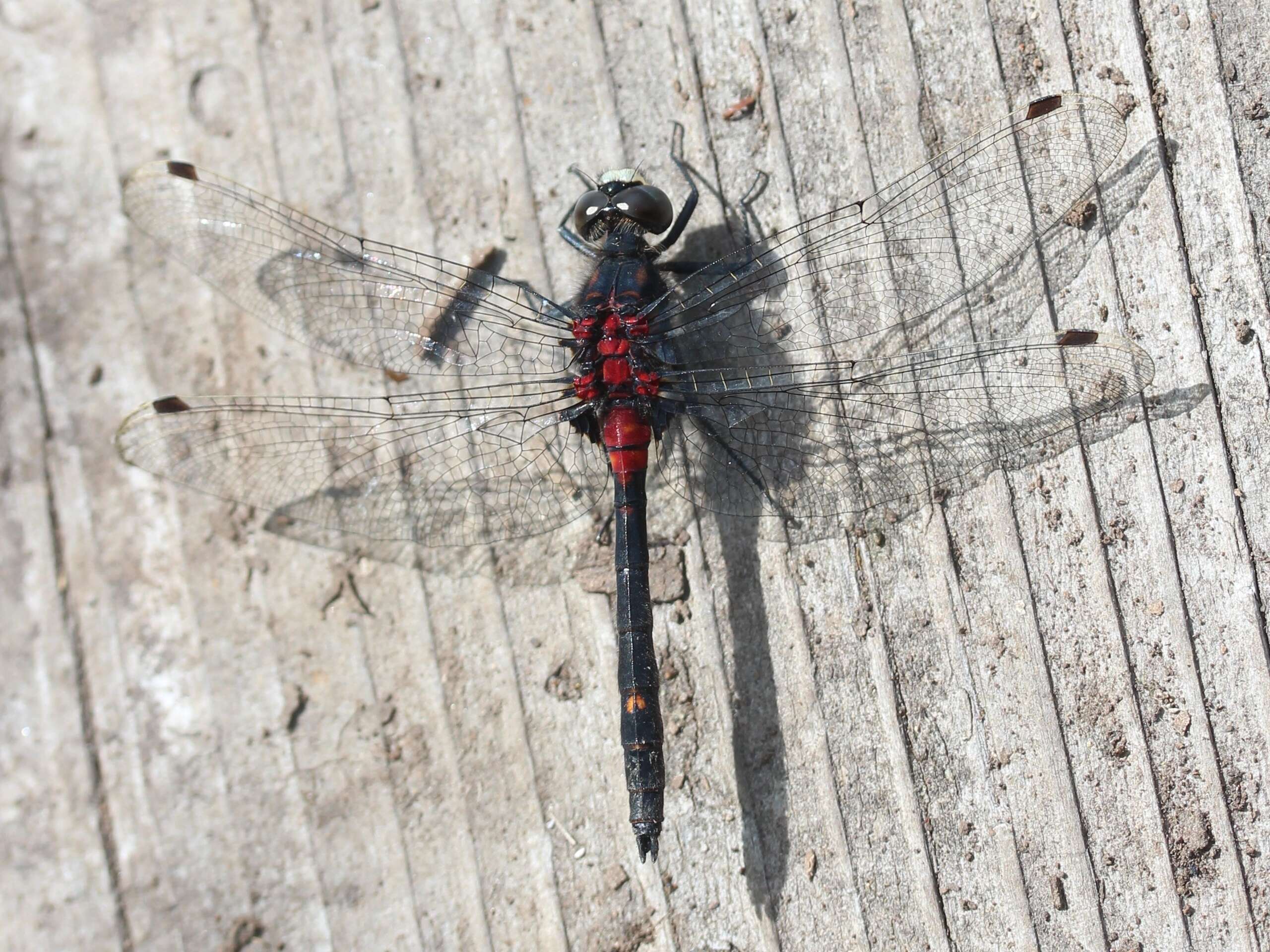 Image of Small Whiteface