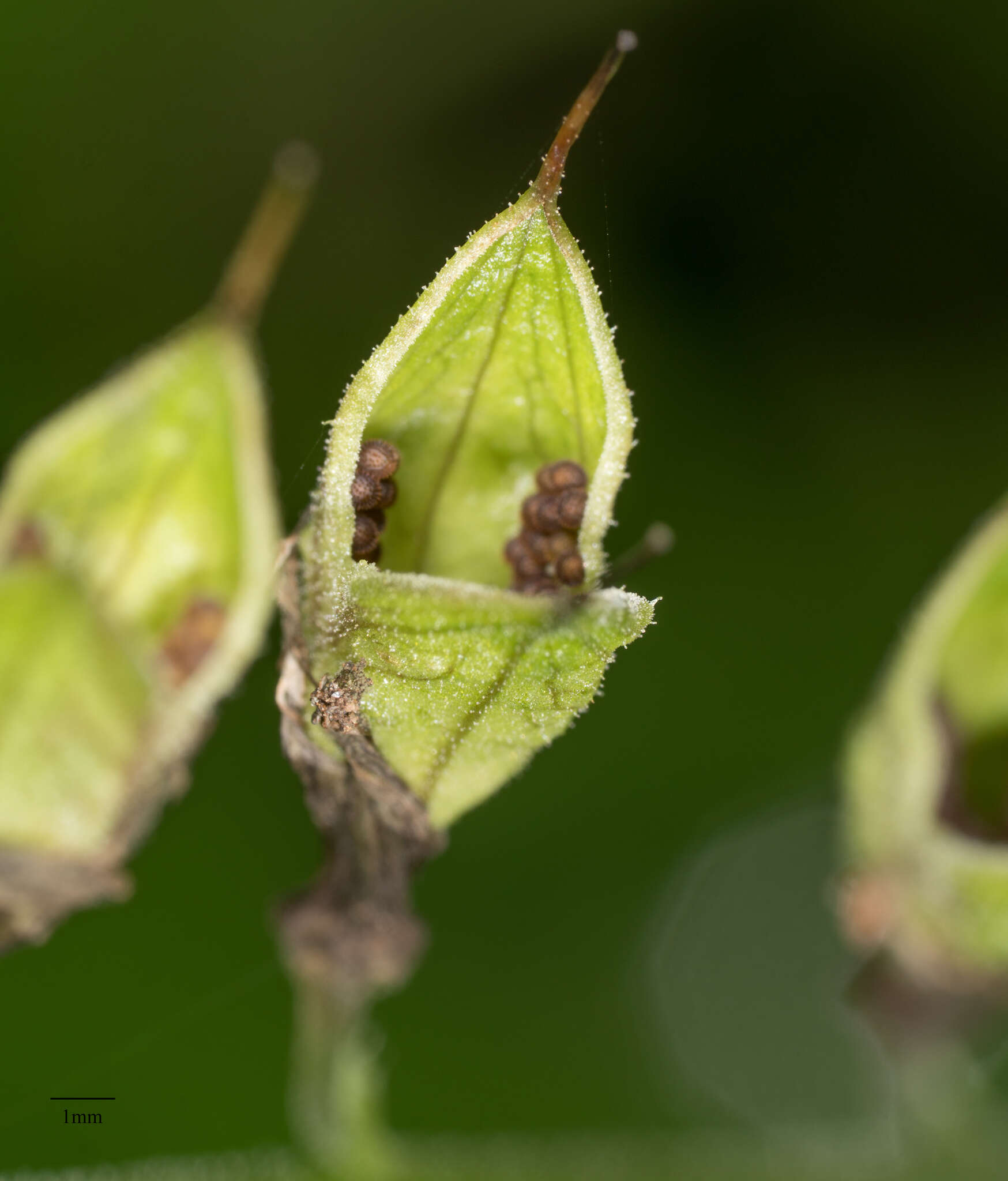 Image de Tolmiea