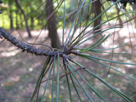 Image of Japanese Black Pine