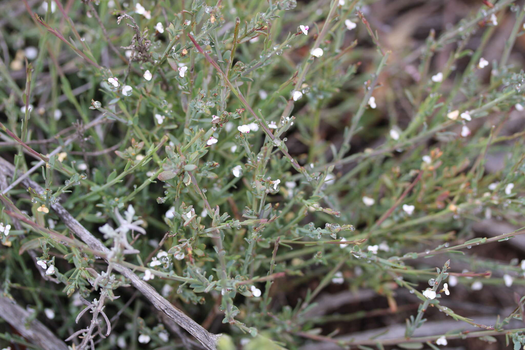 Image of Muraltia parvifolia N. E. Br.