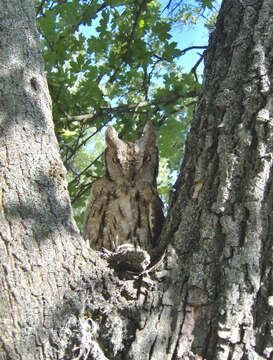 Image of Eurasian Scops Owl