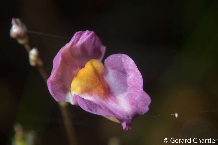 Image of Utricularia punctata Wall.