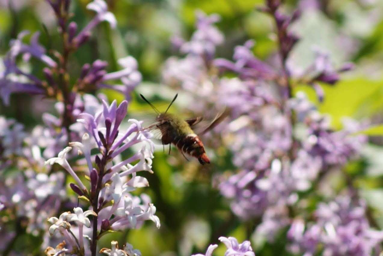 Imagem de Hemaris gracilis (Grote & Robinson 1865)