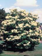 Image of Japanese Tree Lilac