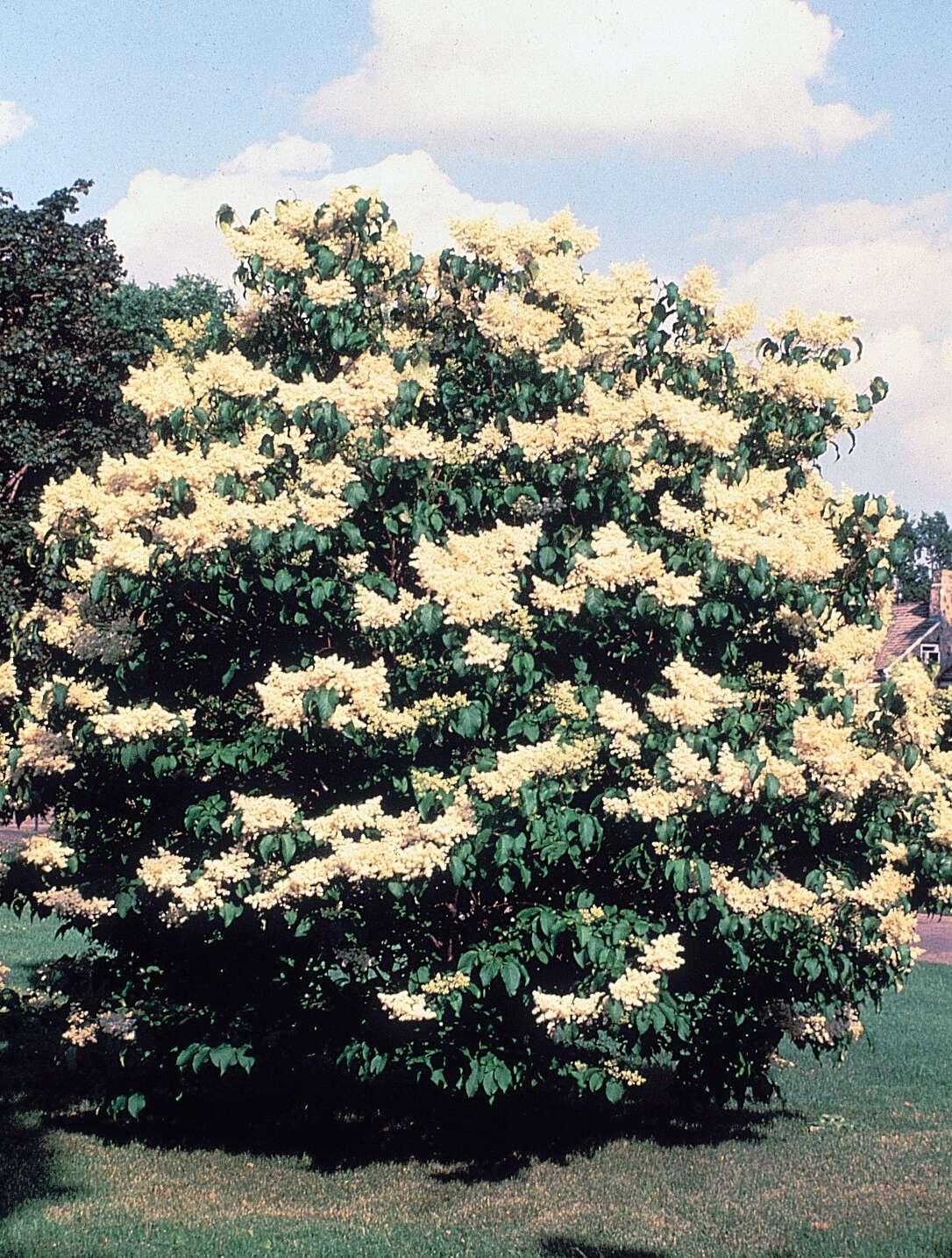 Image of Japanese Tree Lilac