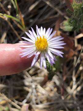 Image of San Bernardino aster