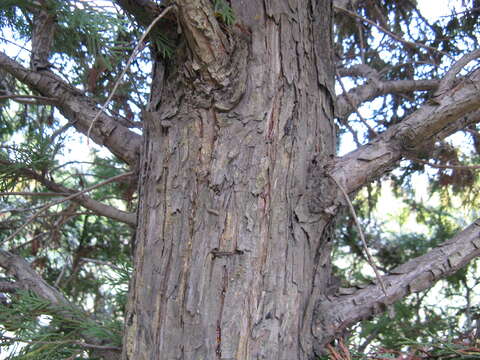 Image of Cupressus × leylandii