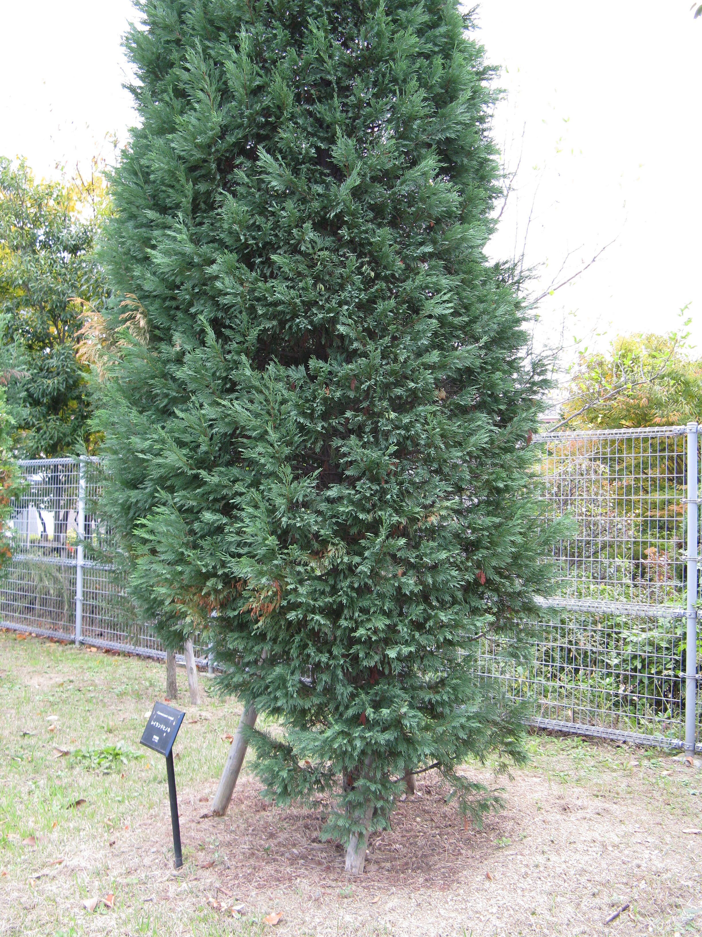 Image of Cupressus × leylandii