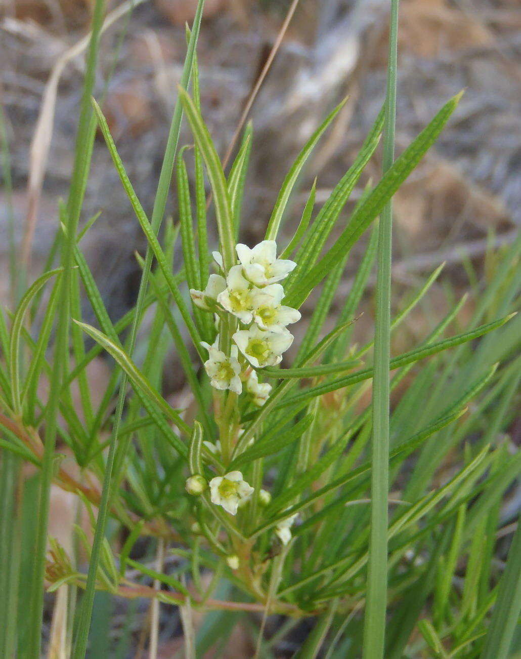 Image of Searsia rosmarinifolia (Vahl) F. A. Barkley