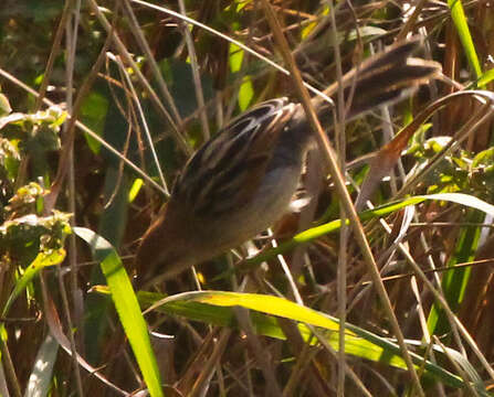 Image of Greater Black-backed Cisticola