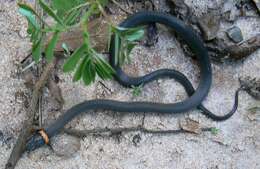 Image of Ring-necked Snake