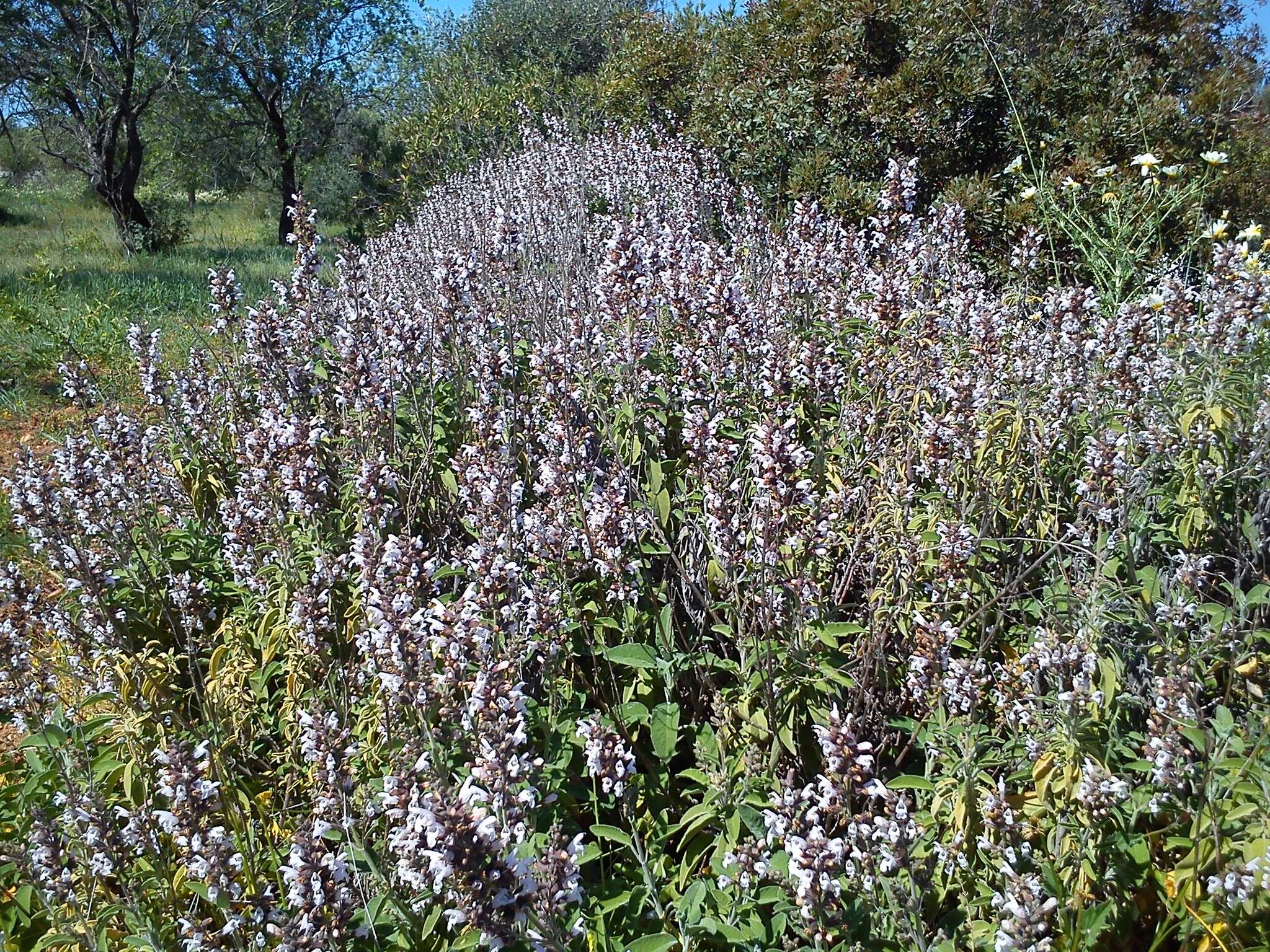 Imagem de Salvia officinalis L.