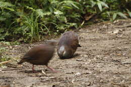 Image of White-throated Quail-Dove