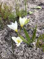 Image of Geissorhiza hispidula (R. C. Foster) Goldblatt